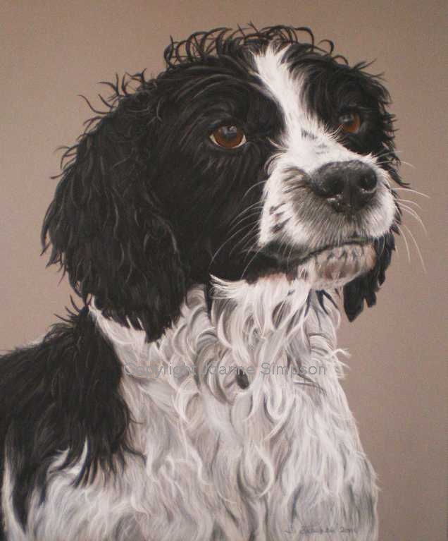 English Springer Spaniel pet portrait by Joanne Simpson.